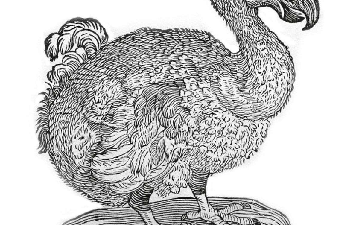 The dodo’s final legacy