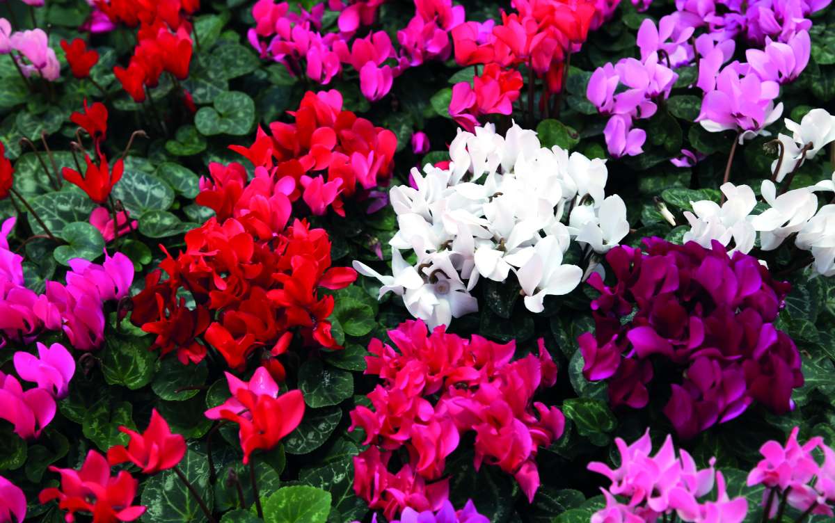 Gardening: Blooming presents