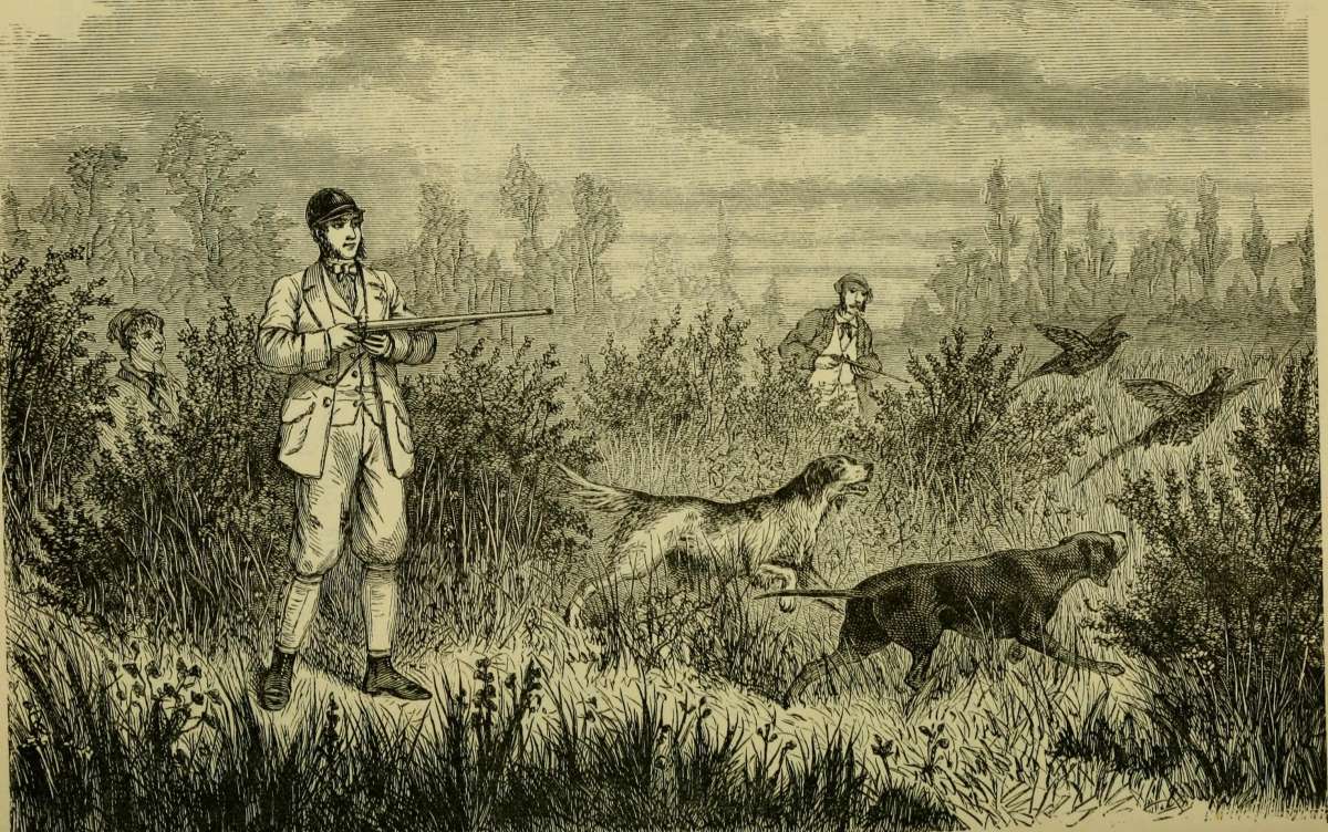 Country Mouse: I am praised for downing a fine cock bird – Giles Wood