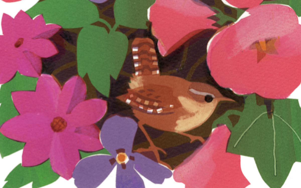 Bird of the Month: Wren
