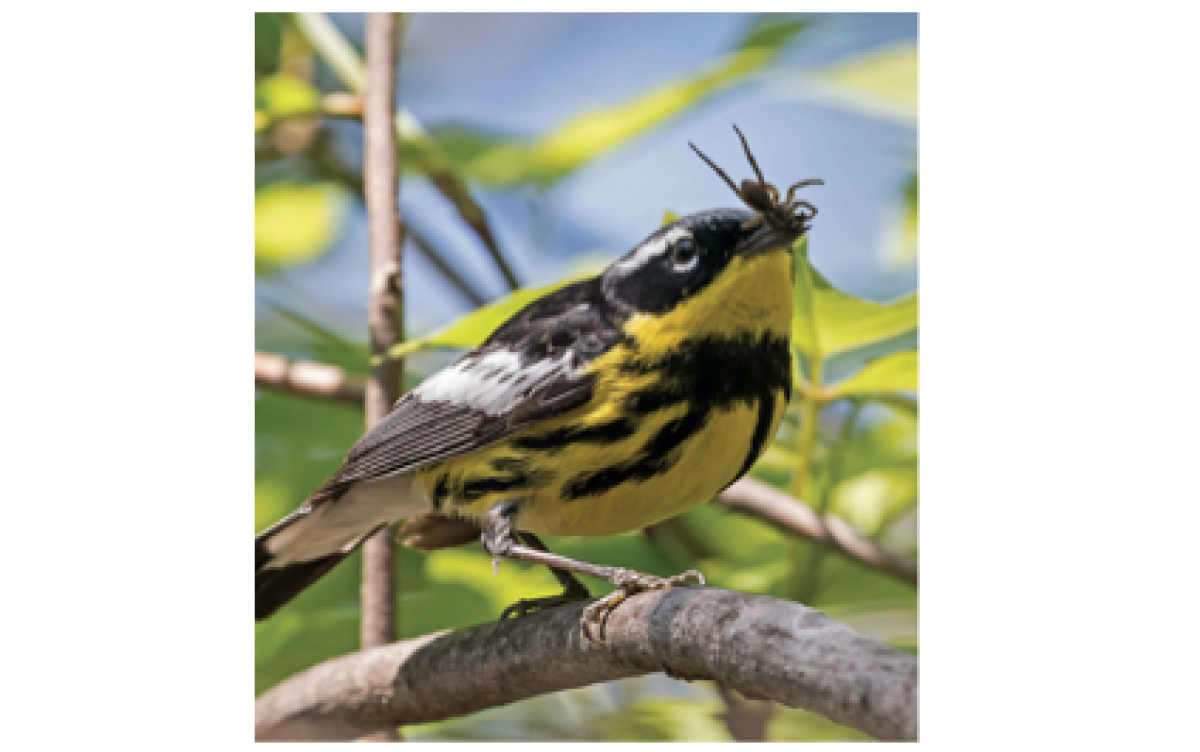 Profitable Wonders: Mother Nature's organised family