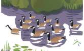 Bird of The Month: Canada Goose