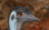 Sorry, Emu – I killed Rod Hull. By Gyles Brandreth