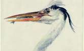 Exhibitions. By Huon Mallalieu. Turner's Kingdom: Beauty, Birds and Beasts