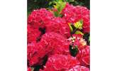 Gardening: I'm in the pink