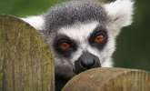 Prue's News. Animal magic: the Madagascar lemur