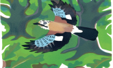 Bird of the Month: The Jay