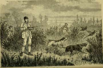 Country Mouse: I am praised for downing a fine cock bird – Giles Wood
