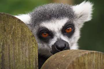 Prue's News. Animal magic: the Madagascar lemur